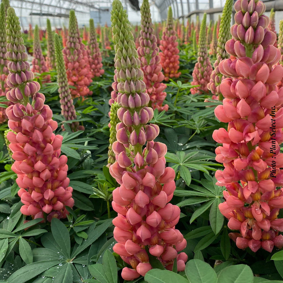 LUPINUS WESTCOUNTRY - TERRACOTTA
