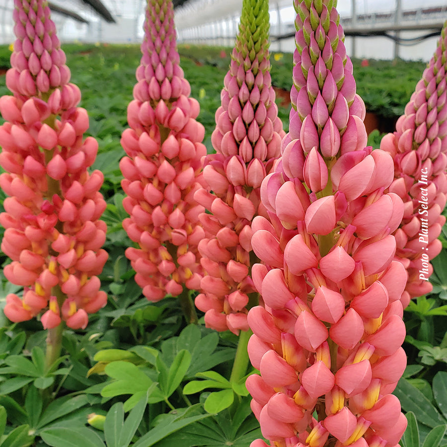 LUPINUS WESTCOUNTRY™ - TOWERING INFERNO