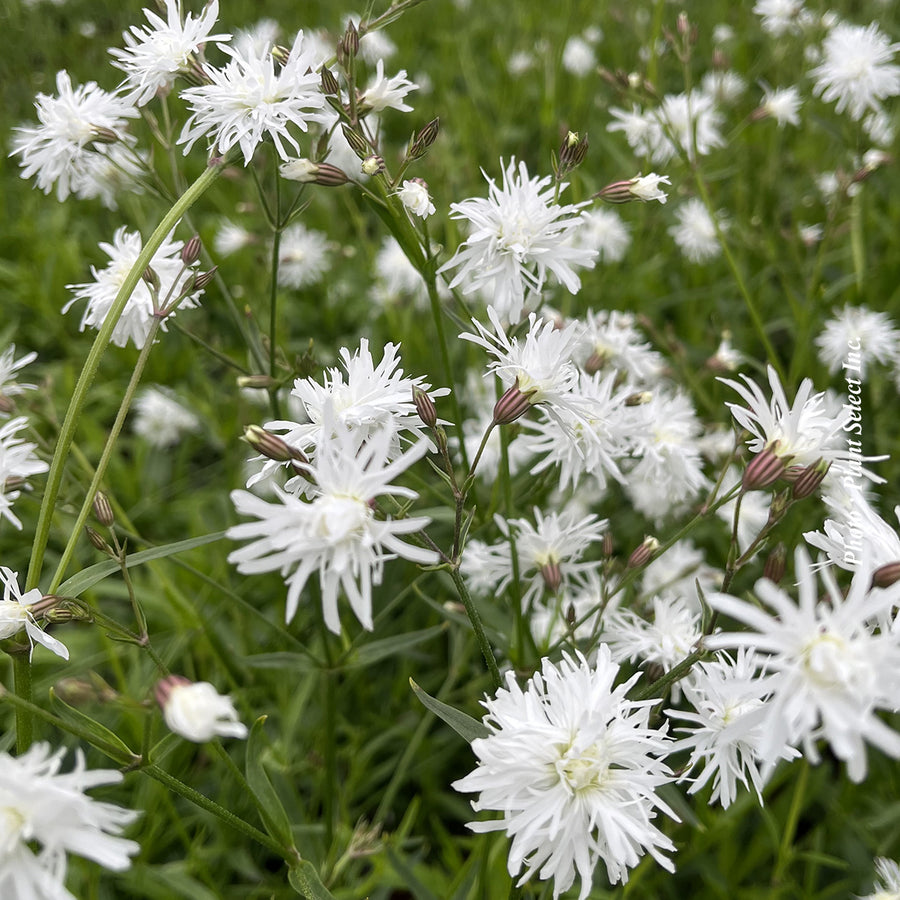 LYCHNIS - PETIT HENRI