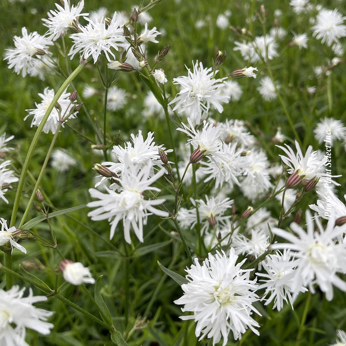 LYCHNIS - PETIT HENRI