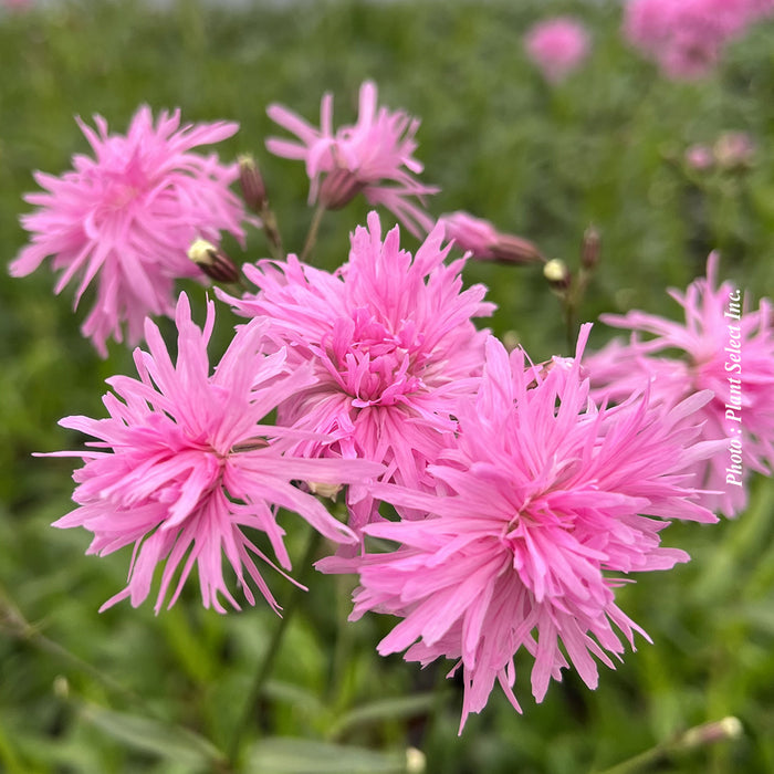 LYCHNIS - PETITE JENNY