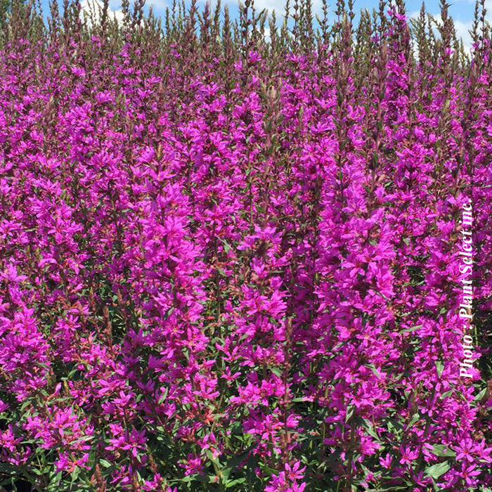 LYTHRUM - MORDEN'S GLEAM