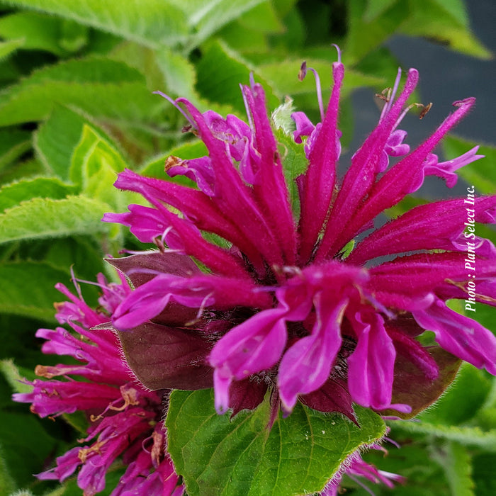 MONARDA BEE YOU - BEE FREE