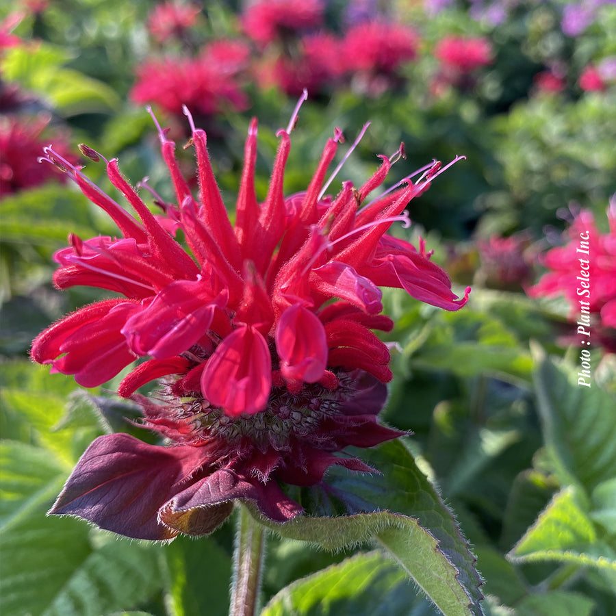 MONARDA BEE YOU™ - BEE HAPPY