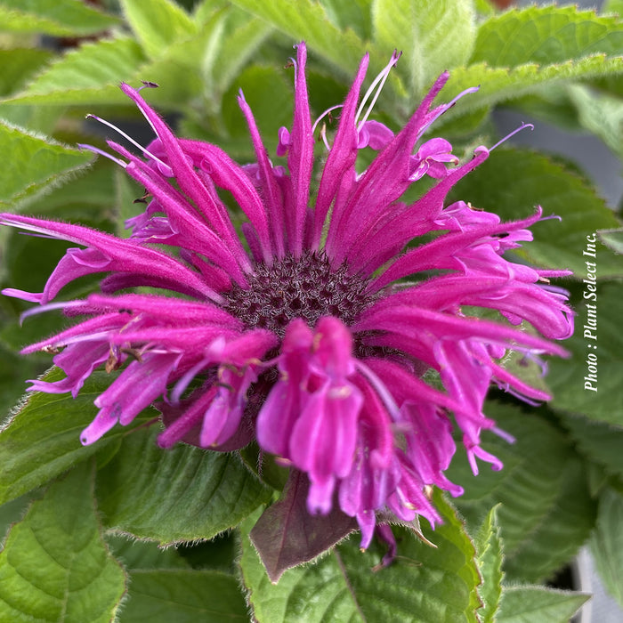MONARDA BEE YOU - BEE MERRY