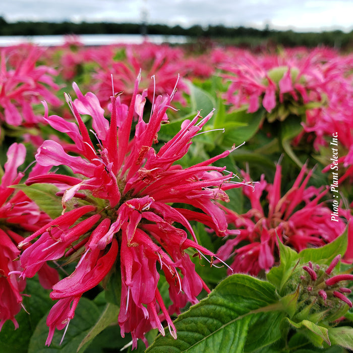 MONARDA - CORAL REEF