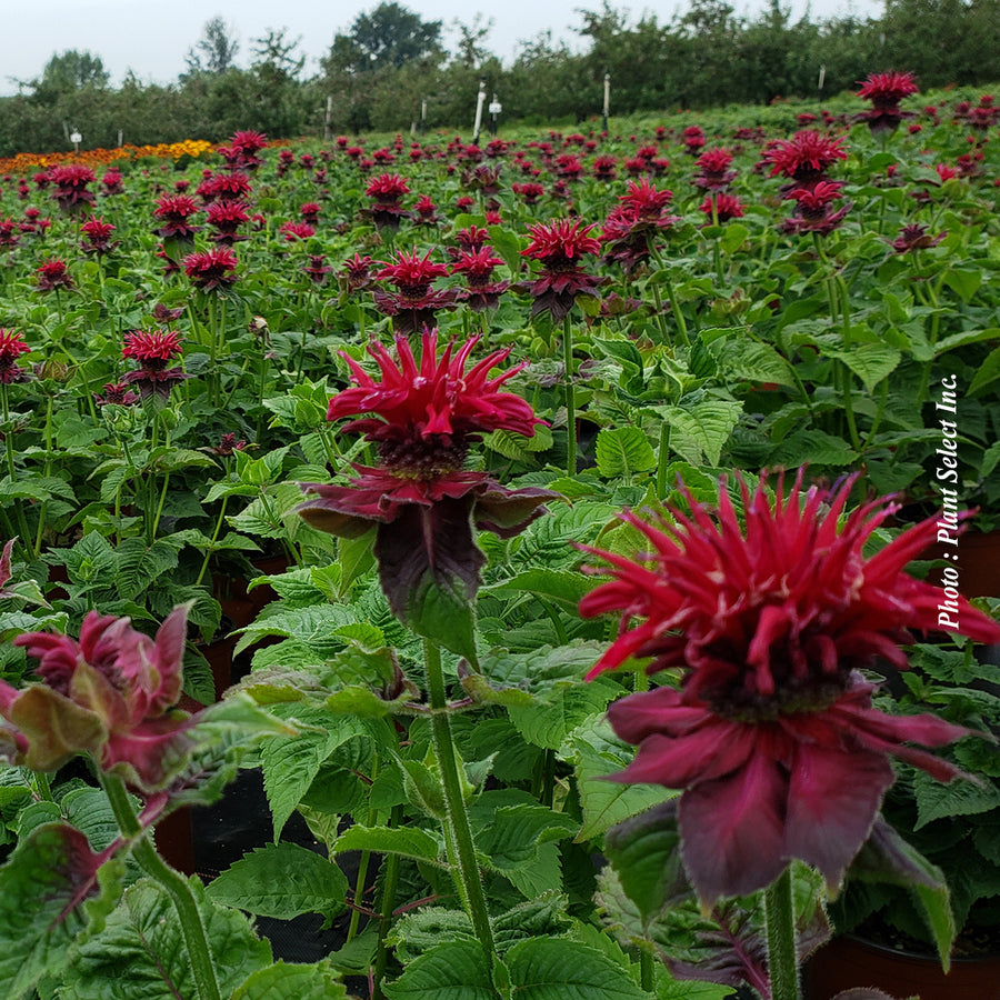 MONARDA DIDYMA - FIREBALL