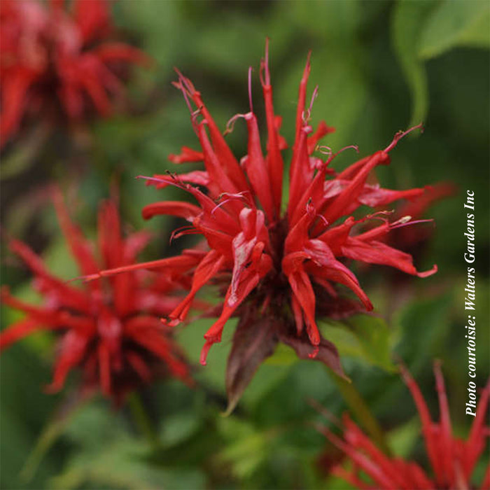 MONARDA - JACOB CLINE