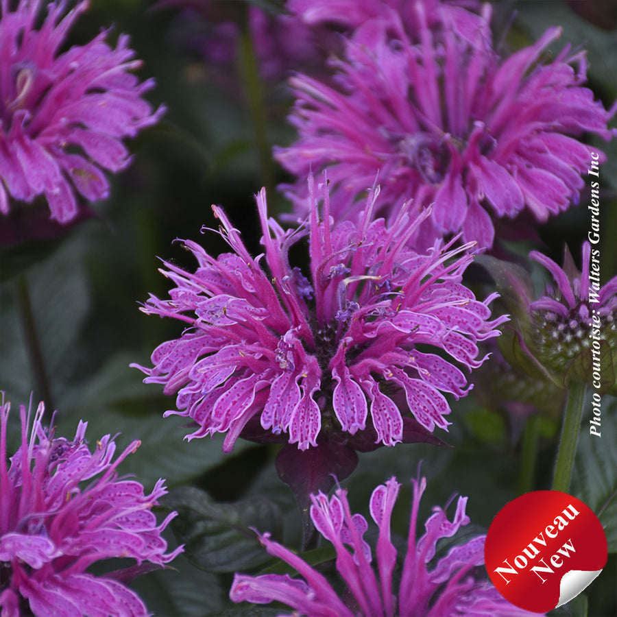 MONARDA UPSCALE™ - LAVENDER TAFFETA