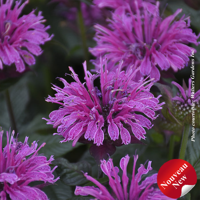 MONARDA UPSCALE™ - LAVENDER TAFFETA
