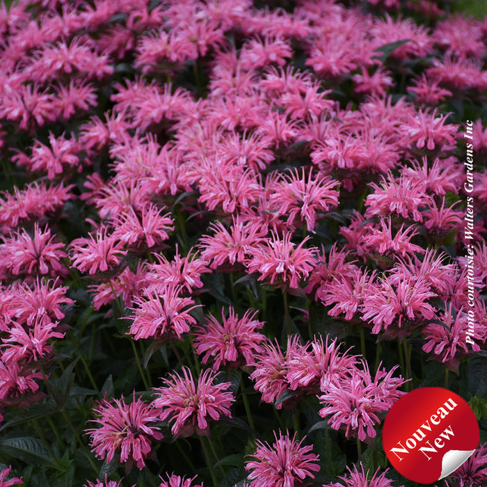 MONARDA UPSCALE - PINK CHENILLE