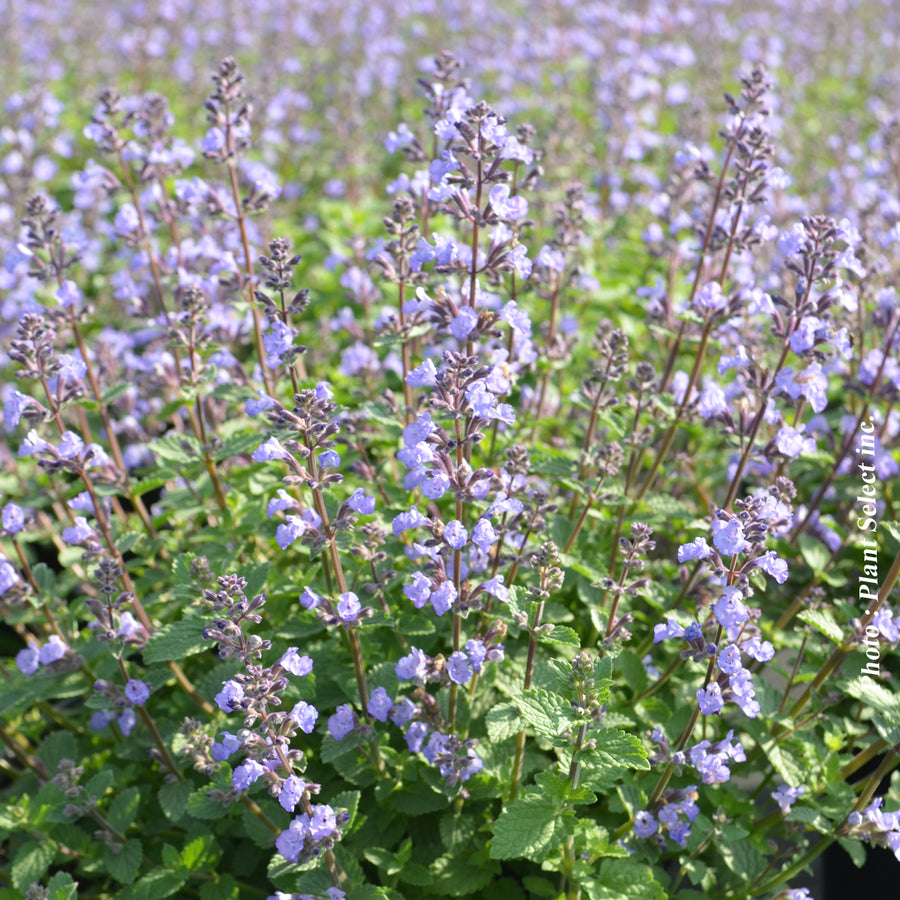 NEPETA - CAT'S MEOW