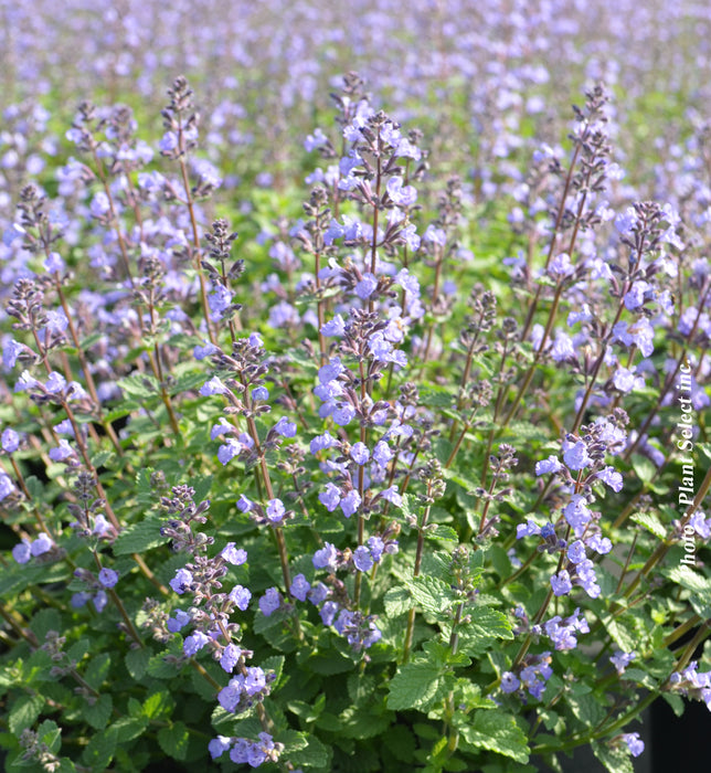 NEPETA - CAT'S MEOW