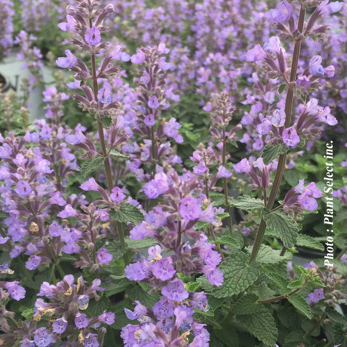 NEPETA - CAT'S PAJAMAS