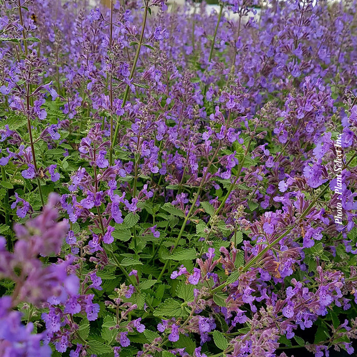 NEPETA - JUNIOR WALKER