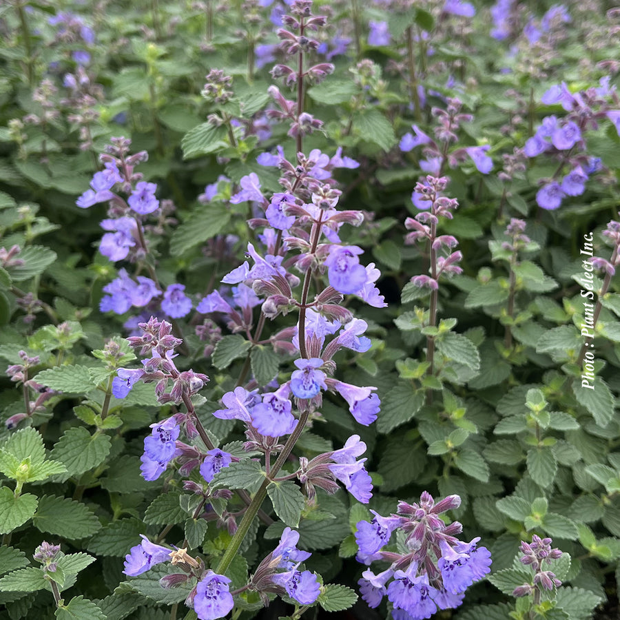 NEPETA FAASSENII - KITTEN AROUND
