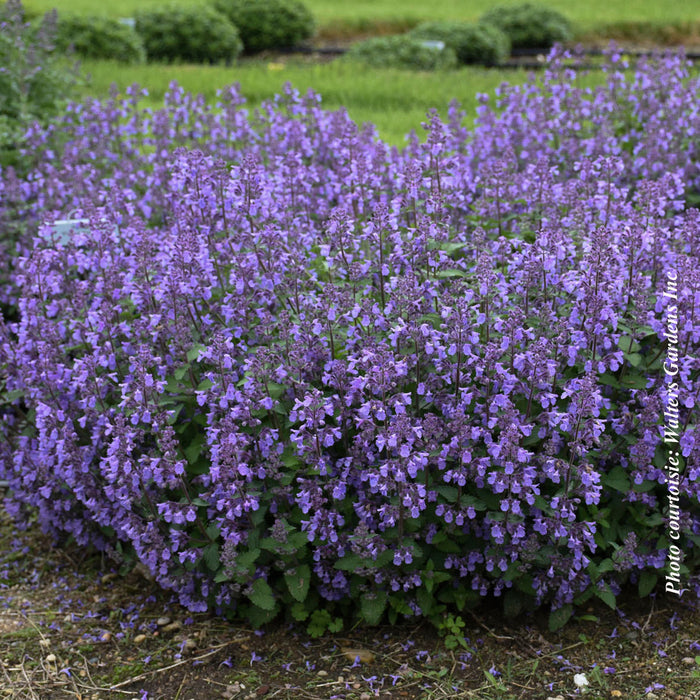 NEPETA - PICTURE PERFECT