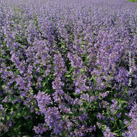 NEPETA X FAASSENII - WALKER'S LOW