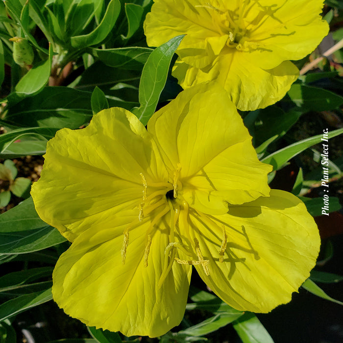 OENOTHERA MISSOURIENSIS (MACROCARPA)