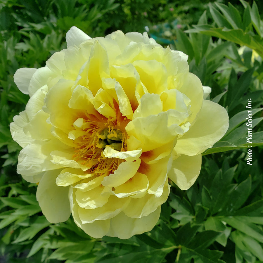 PAEONIA ITOH - BARTZELLA
