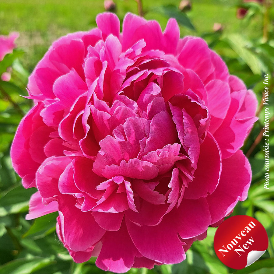 PAEONIA LACTIFOLIA - BEST MAN