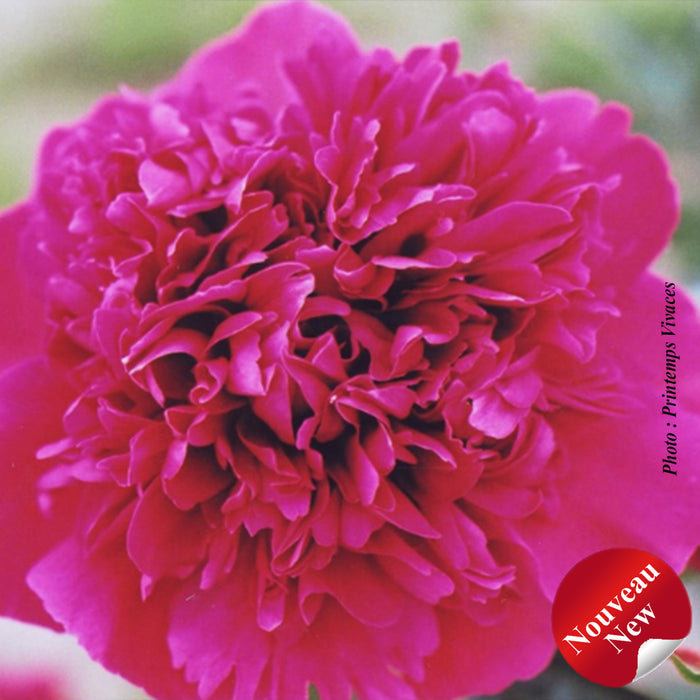 PAEONIA - BIG BEN