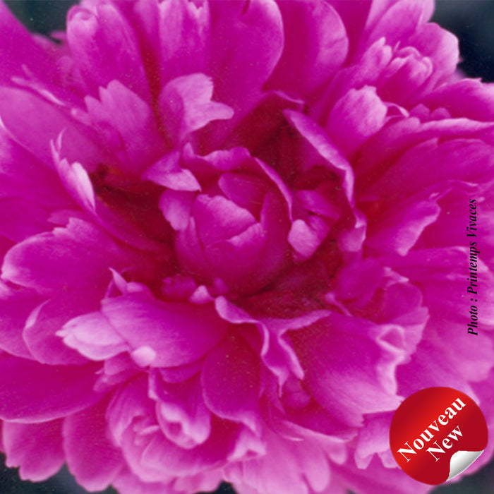 PAEONIA - BUNKER HILL