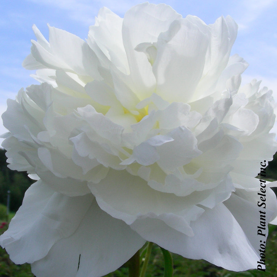 PAEONIA LACTIFLORA - DUCHESSE DE NEMOURS