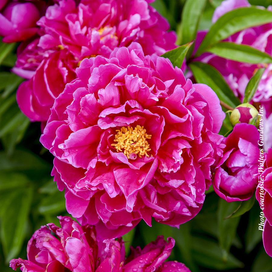PAEONIA LACTIFLORA - KARL ROSENFIELD