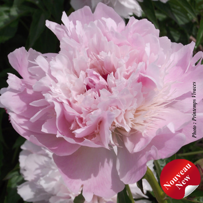 PAEONIA LACTIFOLIA - NOEMIE DEMAY