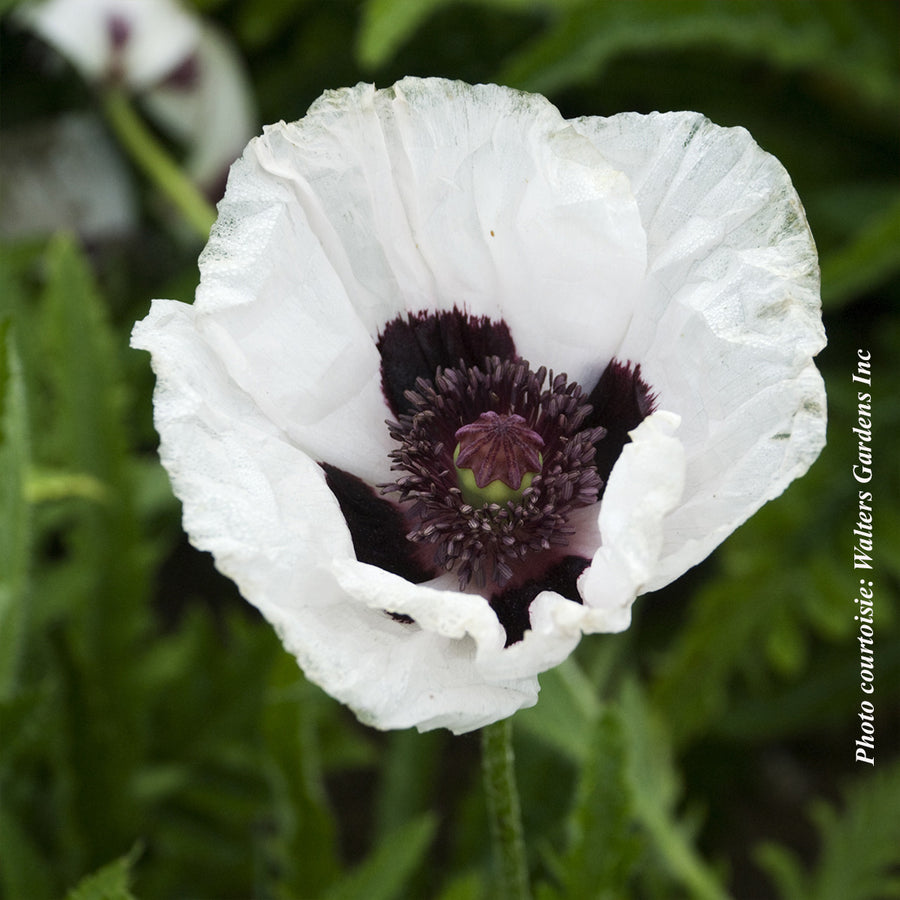 PAPAVER ORIENTALE - ROYAL WEDDING