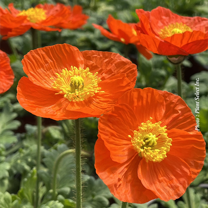 PAPAVER SPRING FEVER - ORANGE