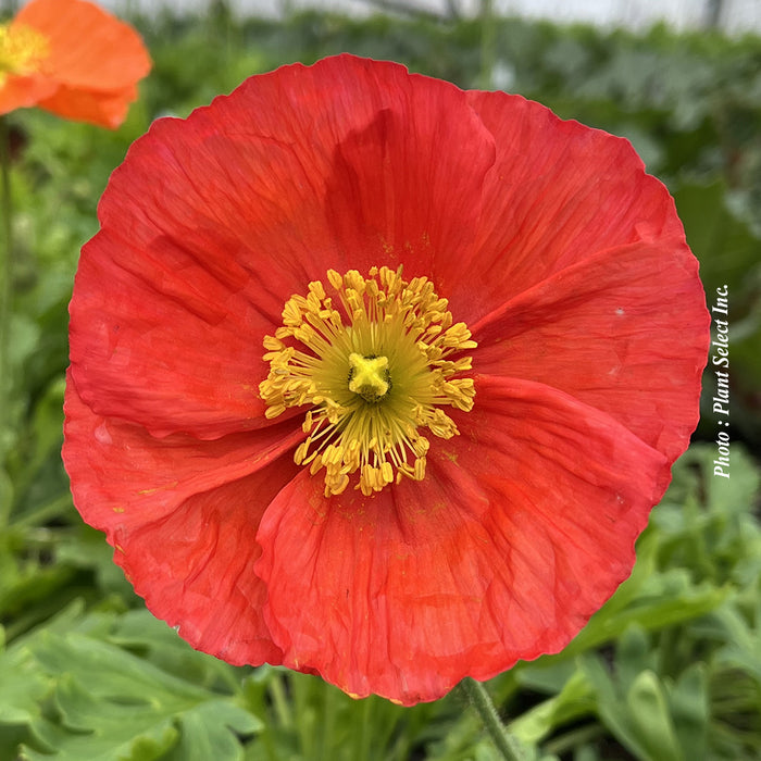 PAPAVER SPRING FEVER® RED