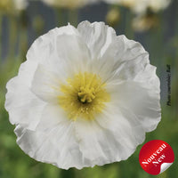 PAPAVER SPRING FEVER - MIX