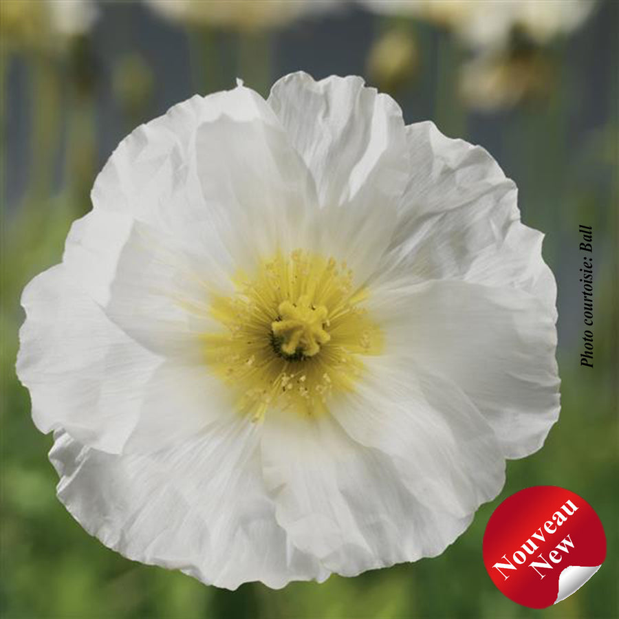 PAPAVER SPRING FEVER - MIX