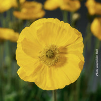 PAPAVER SPRING FEVER - MIX