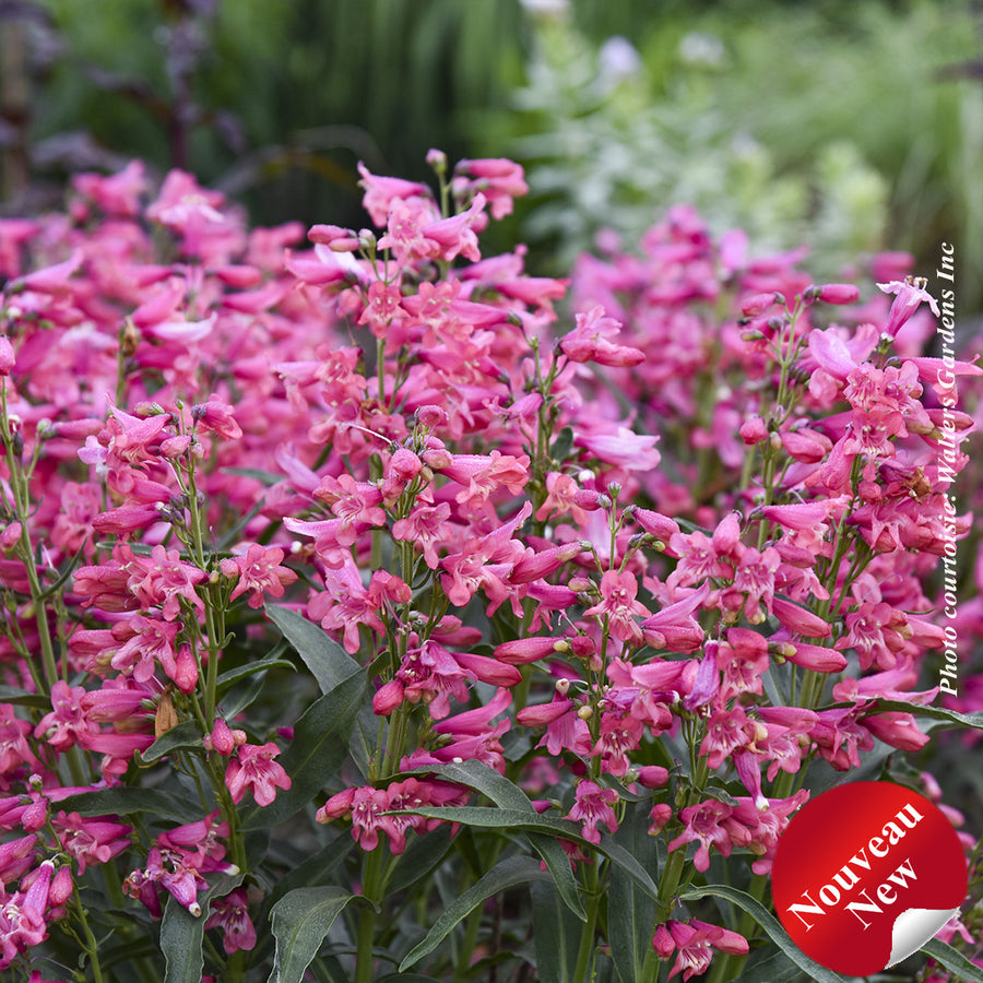 PENSTEMON BEJEWELED - PINK PEARLS