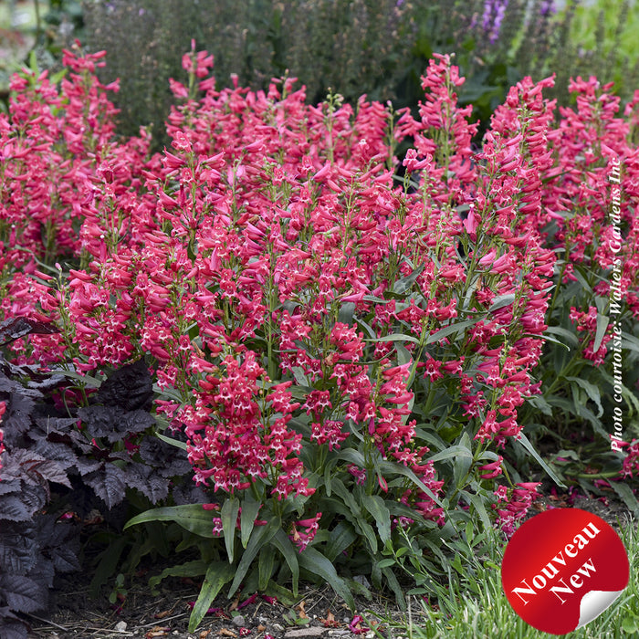 PENSTEMON BEJEWELED - ROSE RHINESTONES