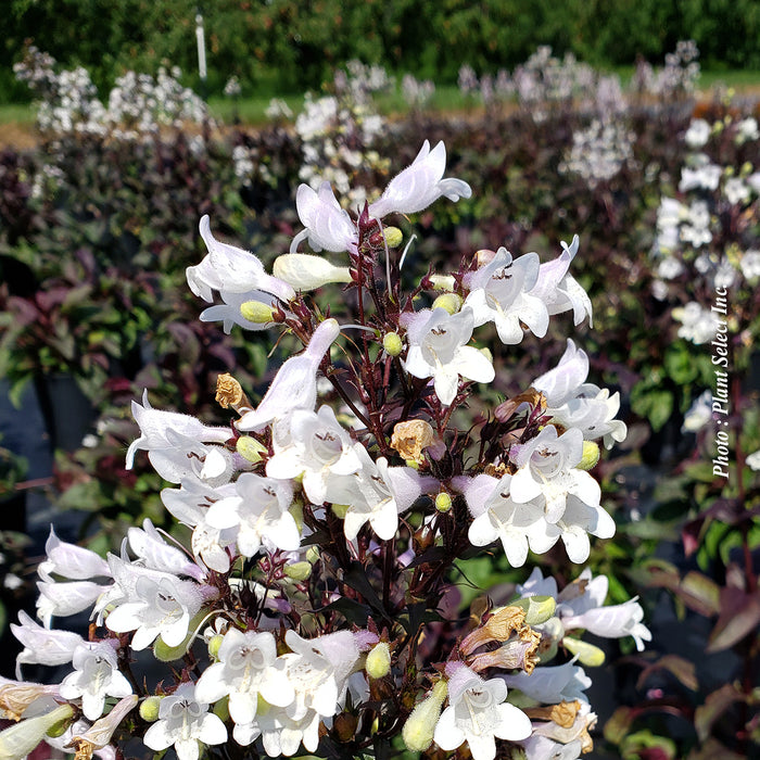 PENSTEMON - ONYX AND PEARLS