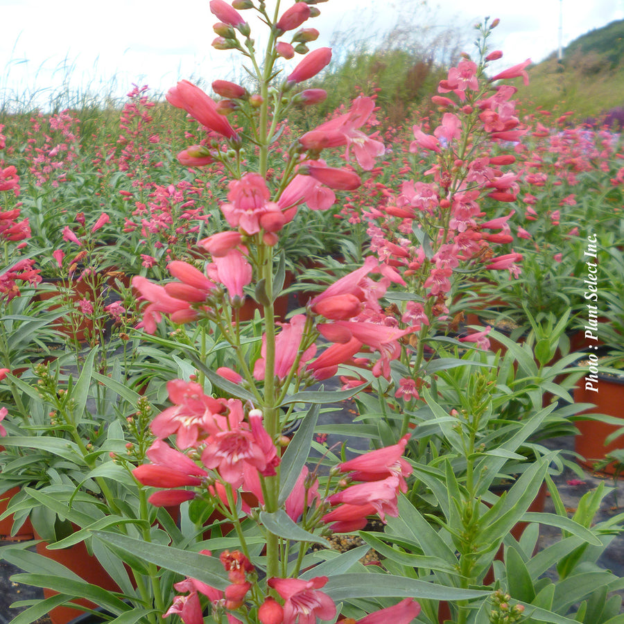 PENSTEMON - RED RIDING HOOD