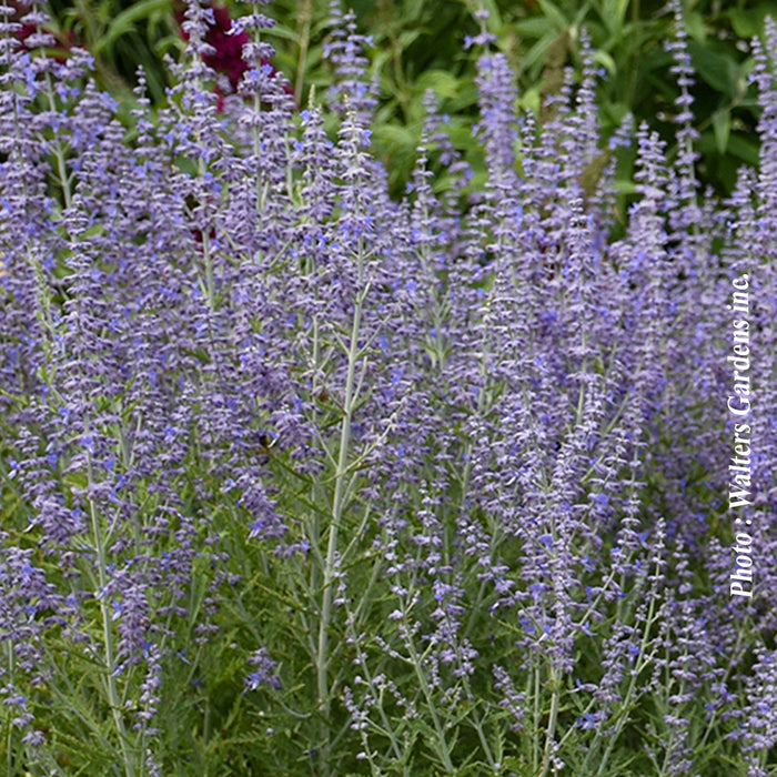 PEROVSKIA - BLUE JEAN BABY