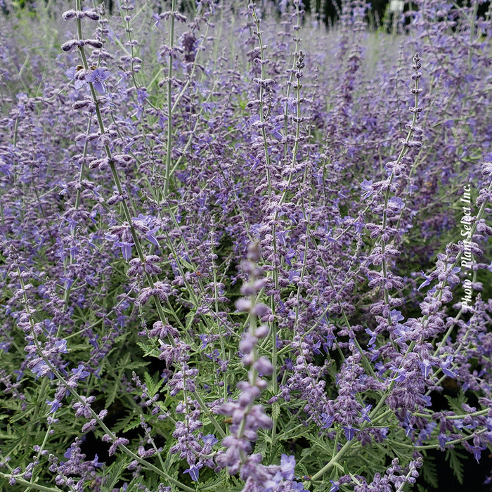 PEROVSKIA - DENIM 'N LACE