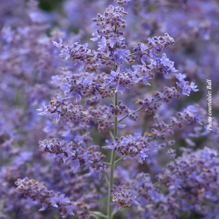 PEROVSKIA - BLUESETTE