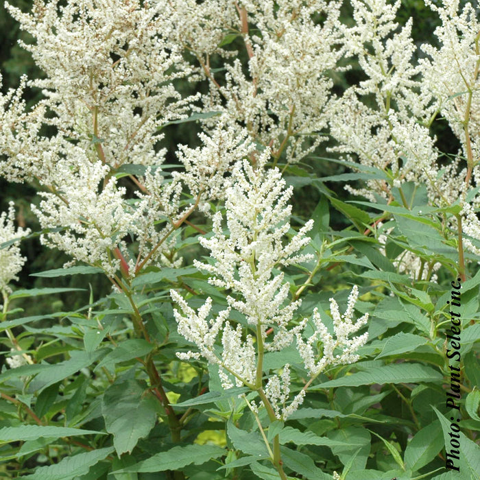 PERSICARIA POLYMORPHA