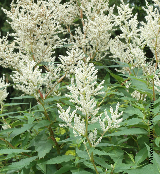 PERSICARIA POLYMORPHA