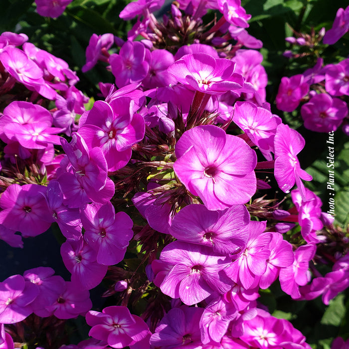 PHLOX GARDEN GIRLS - COVER GIRL