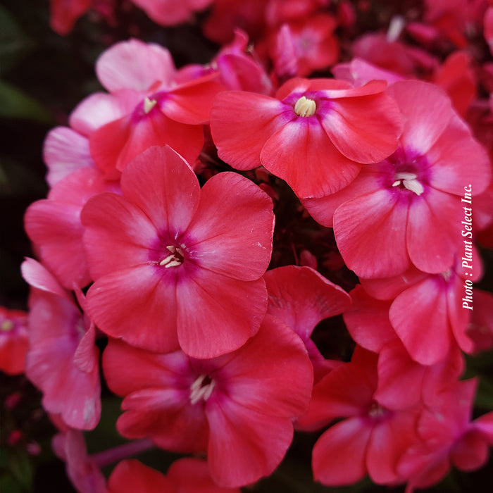 PHLOX GARDEN GIRLS - GLAMOUR GIRL
