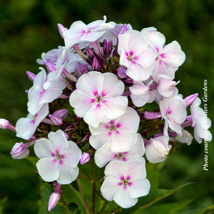 PHLOX GARDEN GIRLS - UPTOWN GIRL