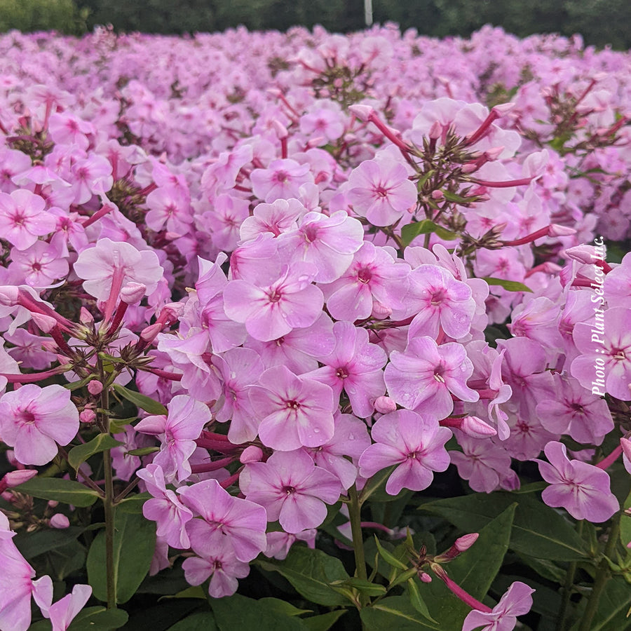 PHLOX GARDEN GIRLS - UPTOWN GIRL