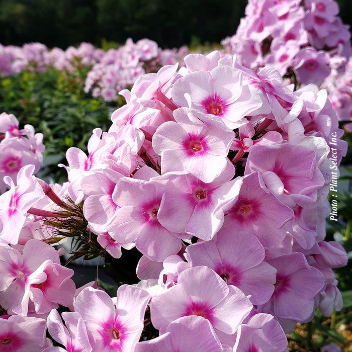 PHLOX LUMINARYA - OPALESCENCE